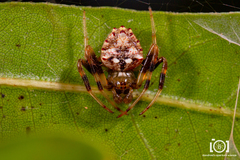 Verrucosa arenata image