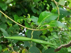 Cryptolepis
