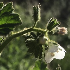 Phacelia viscida albiflora