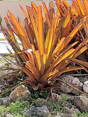 Aechmea blanchetiana