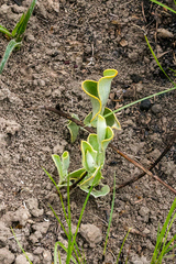 Helichrysum pannosum