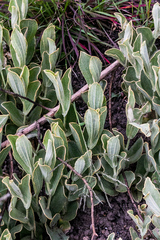 Helichrysum pannosum