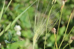 Hordeum jubatum