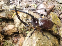 Dynastes neptunus