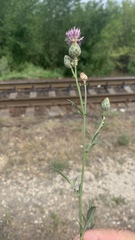 Centaurea scabiosa adpressa