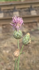 Centaurea scabiosa adpressa