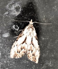 Nola pleurochorda