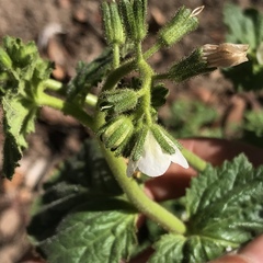 Phacelia viscida albiflora