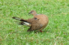 Streptopelia chinensis