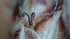 Fimbristylis tomentosa