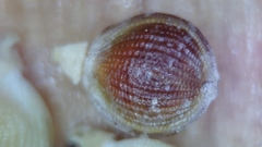 Fimbristylis tomentosa