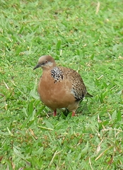 Streptopelia chinensis