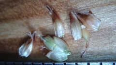 Fimbristylis tomentosa