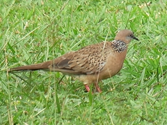 Streptopelia chinensis