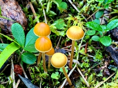 Galerina uncialis
