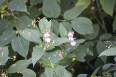 Impatiens glandulifera