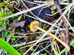 Galerina uncialis