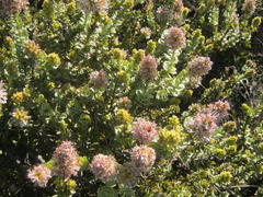 Paranomus roodebergensis