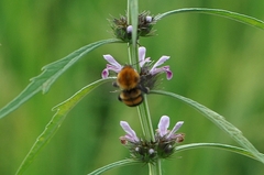 Bombus opulentus