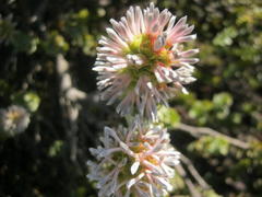 Paranomus roodebergensis