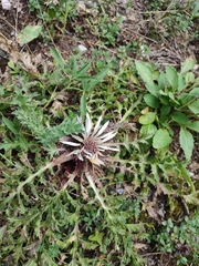 Carlina acaulis