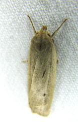 Gonioterma mistrella