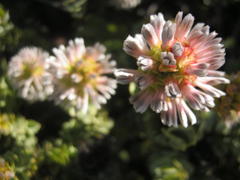 Paranomus roodebergensis