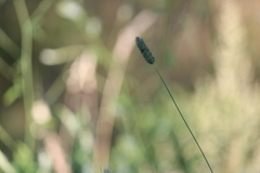 Phleum pratense nodosum