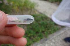 Sphecodes albilabris