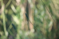 Phleum pratense nodosum