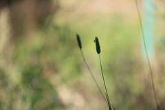 Phleum pratense nodosum