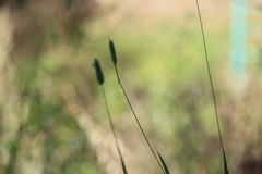 Phleum pratense nodosum