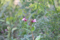 Impatiens glandulifera