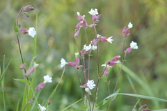 Silene latifolia alba