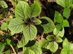 Plectranthus ciliatus