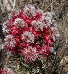 Serruria florida × rosea