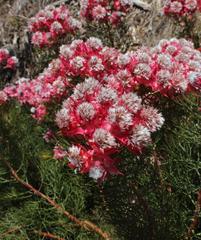 Serruria florida × rosea