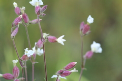 Silene latifolia alba