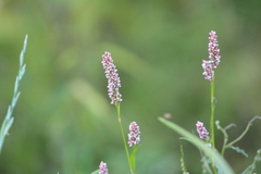 Persicaria maculosa