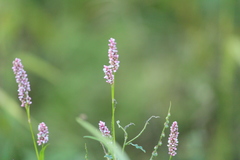 Persicaria maculosa