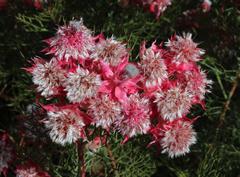Serruria florida × rosea