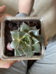 Echeveria purpusorum