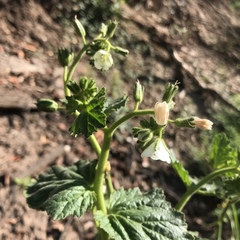 Phacelia viscida albiflora