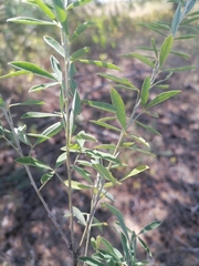 Chamaecytisus kreczetoviczii