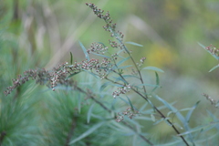 Artemisia vulgaris