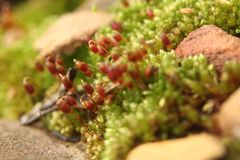 Gemmabryum