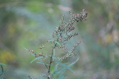 Artemisia vulgaris