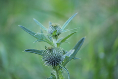 Cirsium vulgare