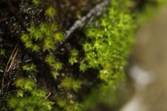 Bryum blandum