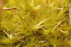 Breutelia pendula